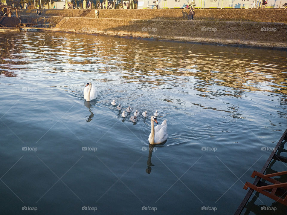 A swan family