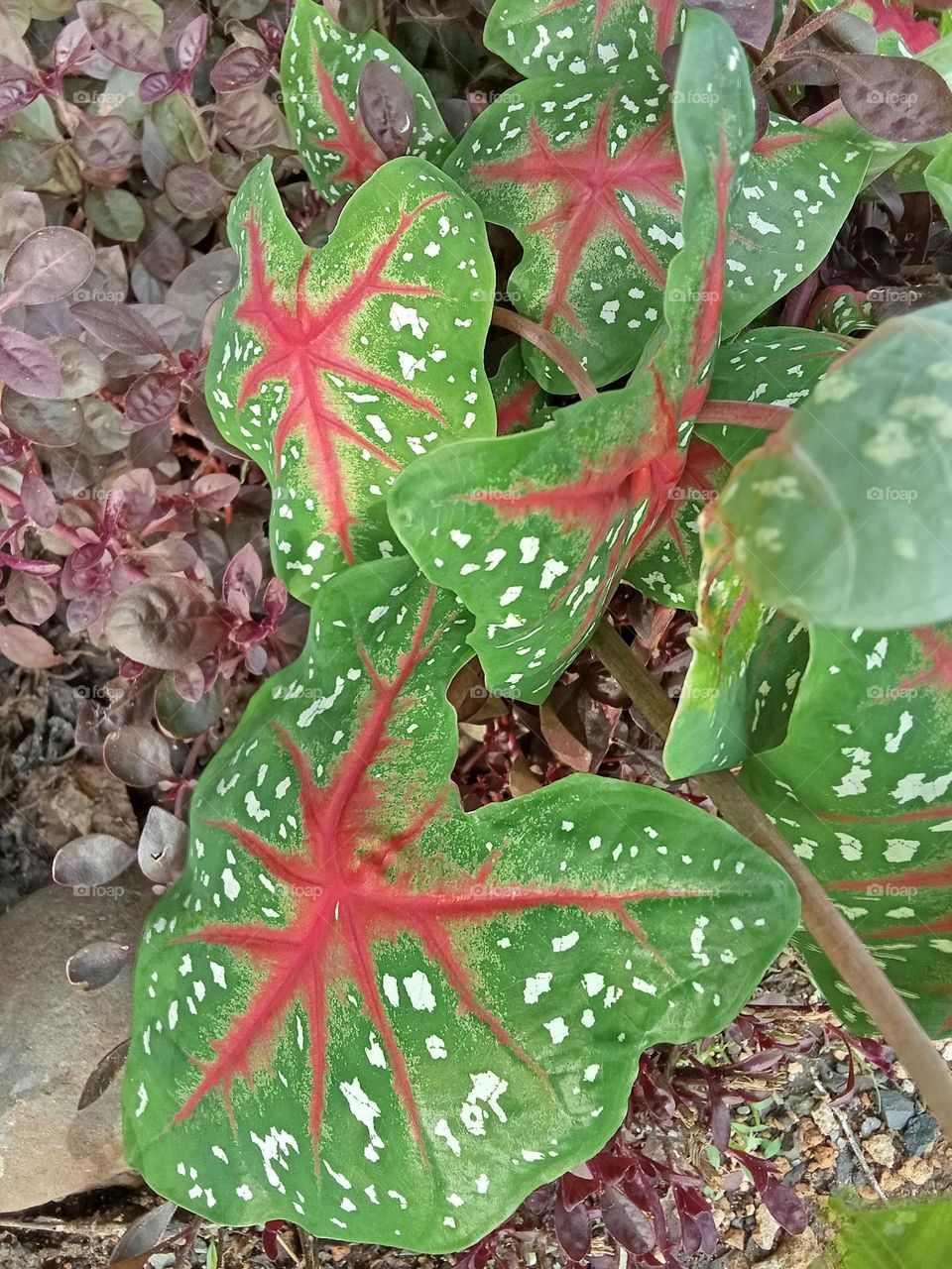 leaf green red