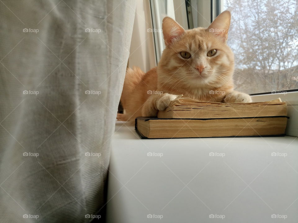 Red cat resting on a windowsill with books