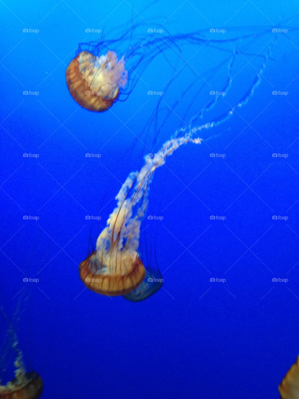 Underwater, Jellyfish, Fish, Ocean, Aquarium