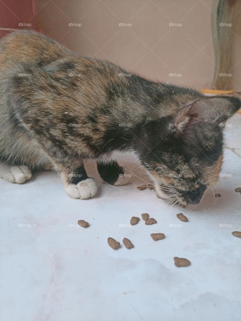 A Colorful Cat is Eating