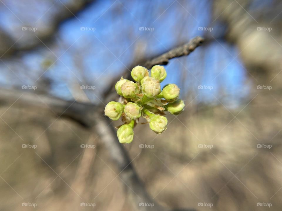Buds on a tree branch 