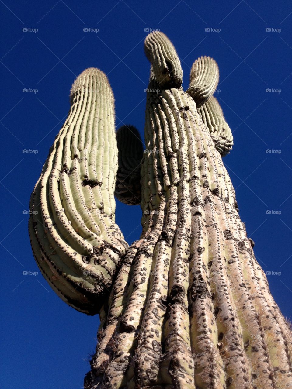 Cactus . Arizona cactus 
