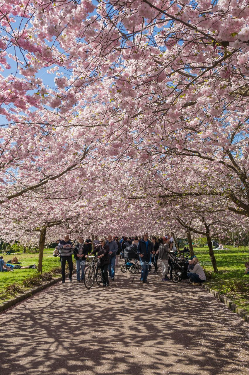 Pink park