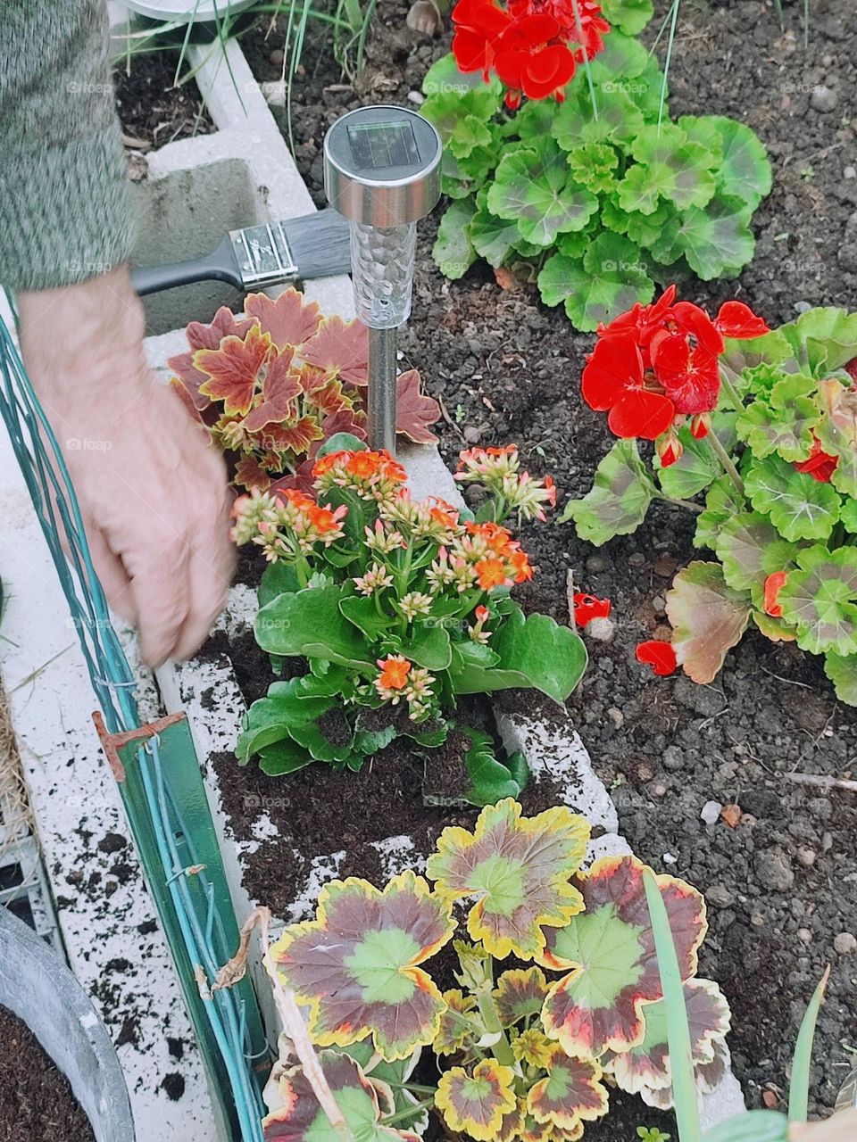 Transplanting flowers