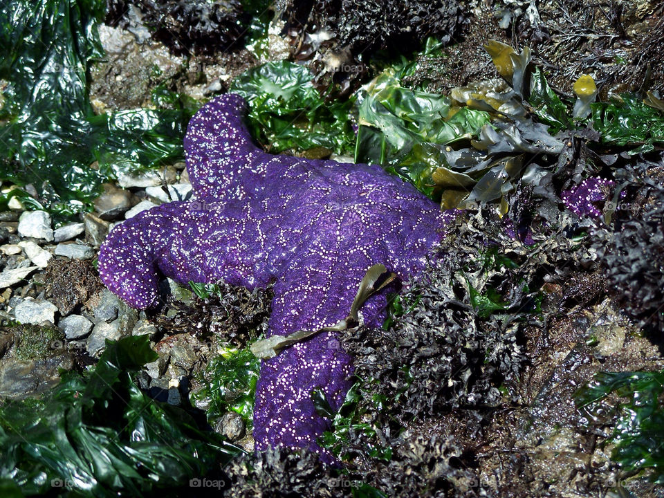 beach purple star sea by kenglund