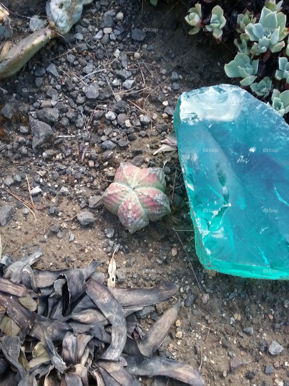 Astrophytum myriostigma in the garden
