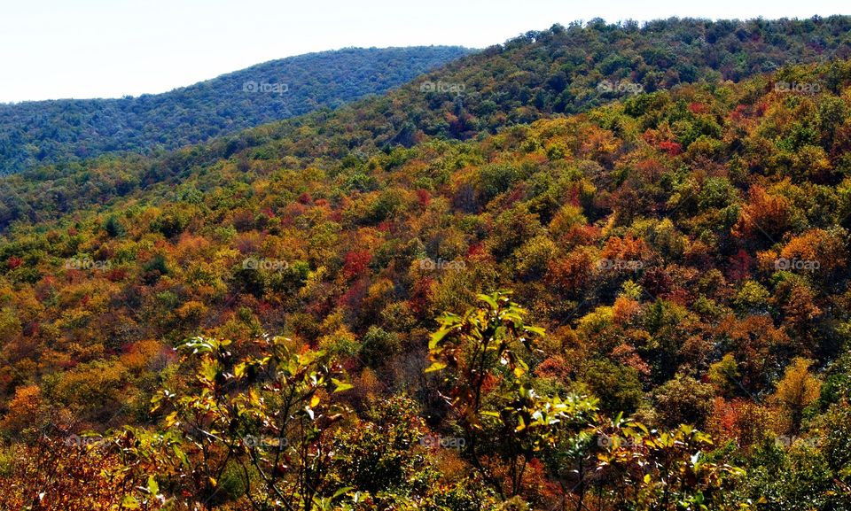 Trees in forest during autumn