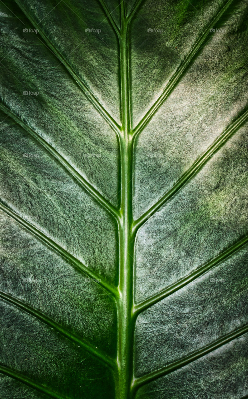 Green leaf