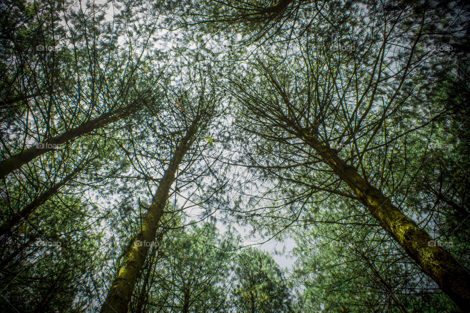 Pine trees, photo was taken from bottom to straight up at tree tops