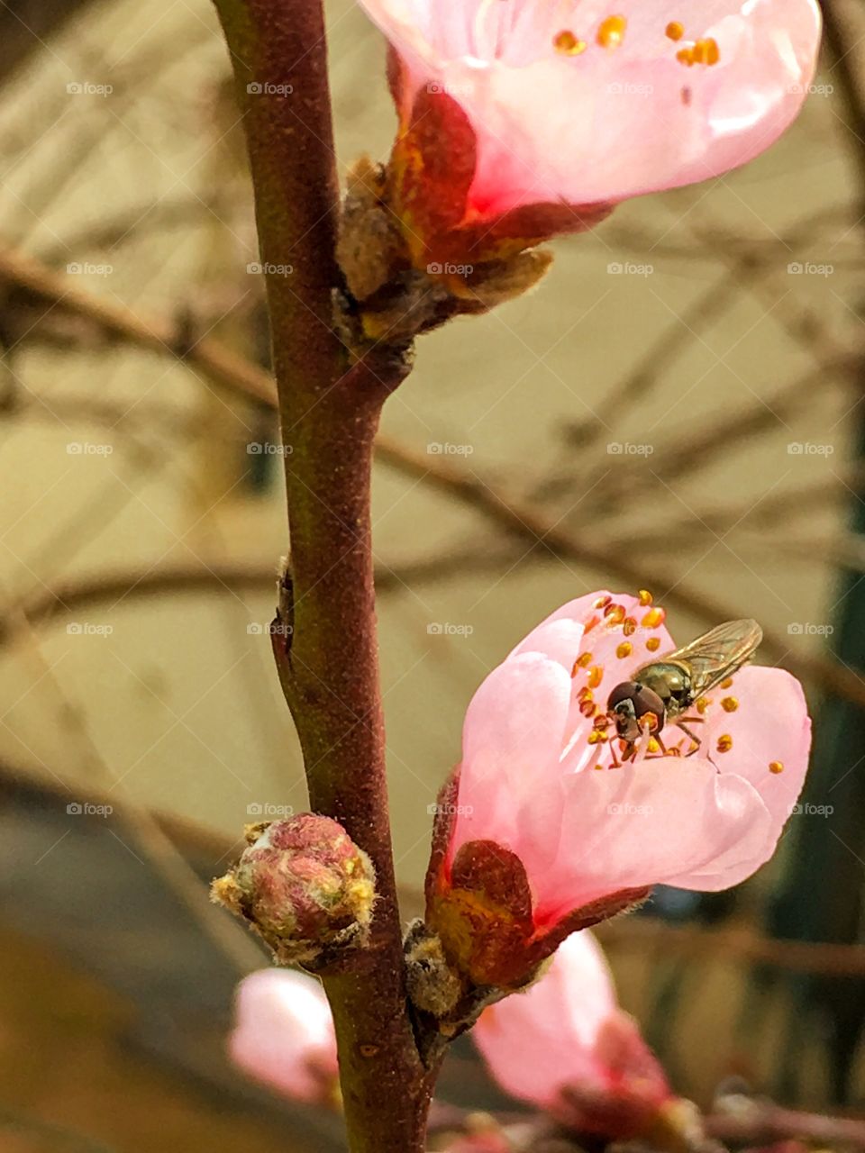 Bee collecting pollen fro a pink nectarine fruit tree blossom