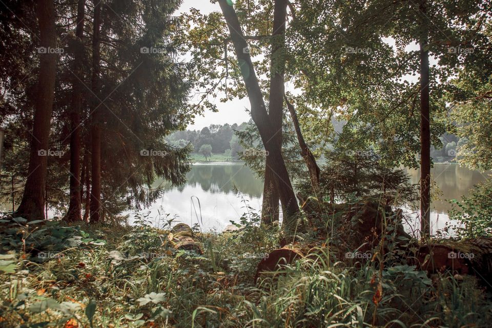 Summer landscape with pond