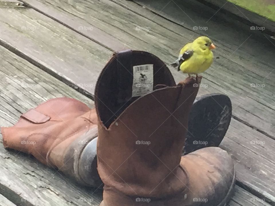 Goldfinch bird sitting on cowboy work boot on old wood.