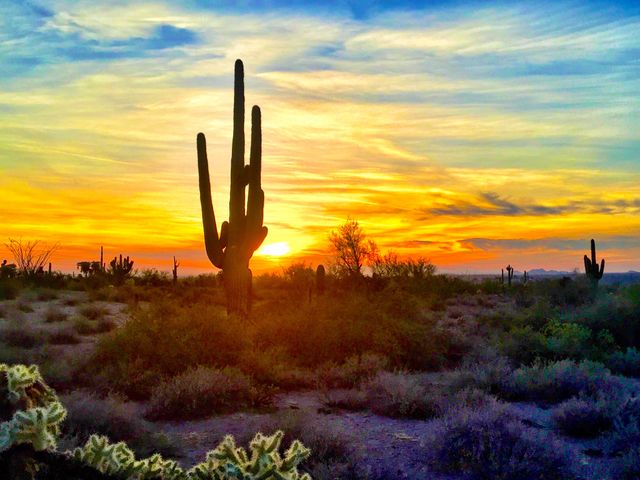 Cactus landscape during sunset