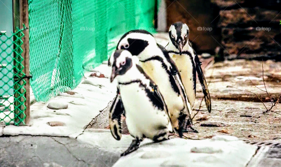 Left alignment ... Romatgan, Israel, May 2017.