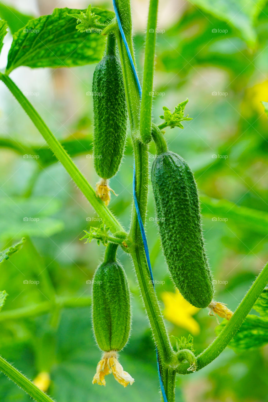 growing cucumbers in the farm, green vegetable plant in the greenhouse or in the garden