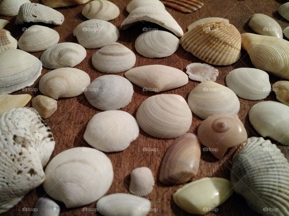 shells