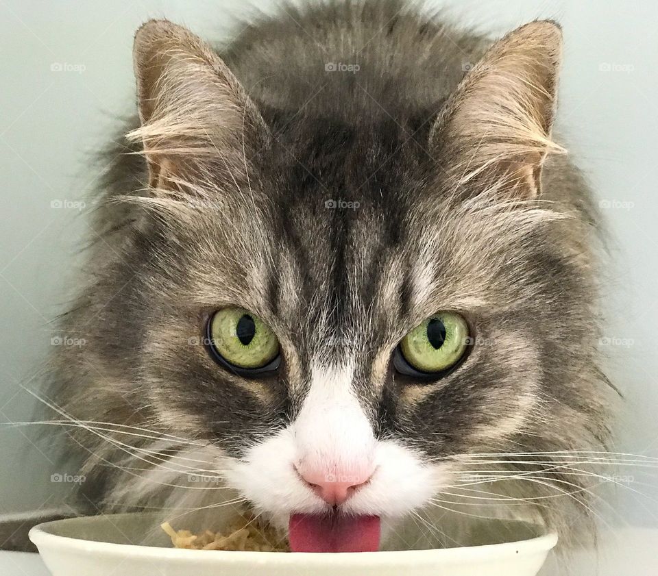 Close up of Siberian cat licking food from a plate 