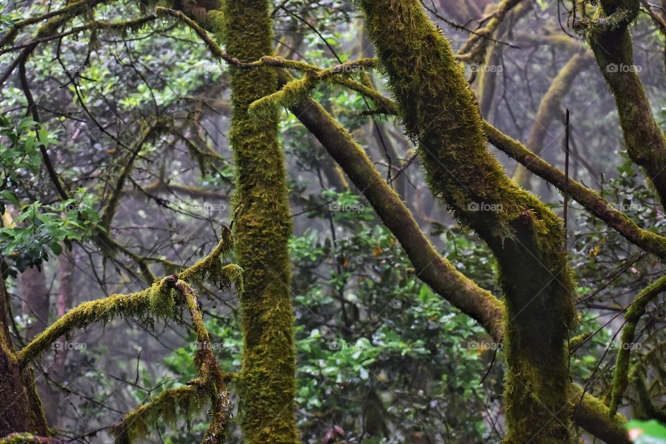 relict forest of garajonay national park on la gomera canary island in Spain