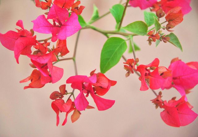 Pink Flowers 🌺 