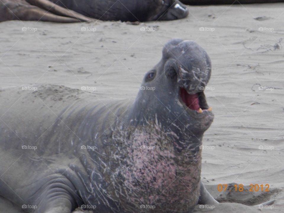 Elephant seal 