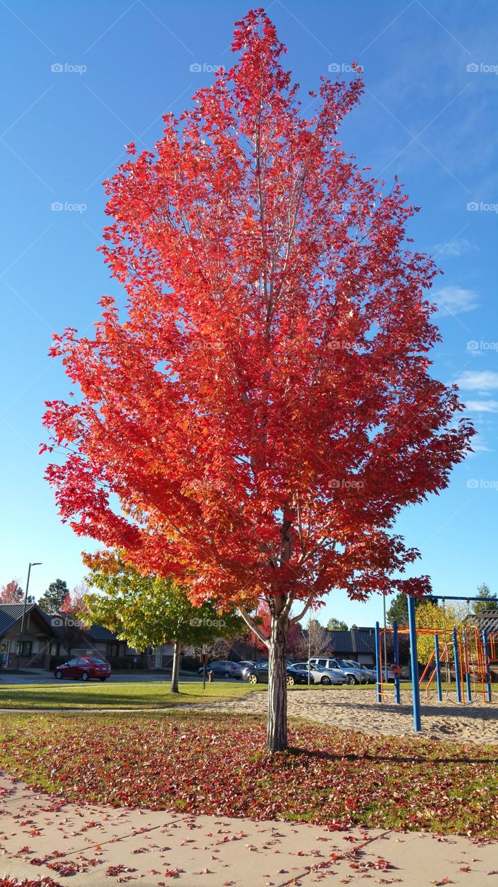 Fall, Leaf, Tree, No Person, Maple