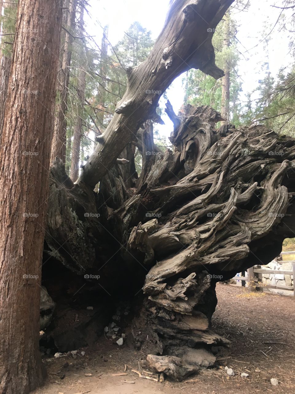 La rías de hun árbol seco
