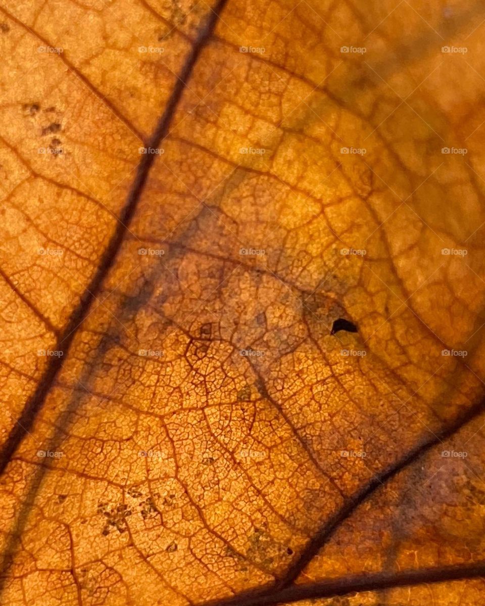 Leaf in macro