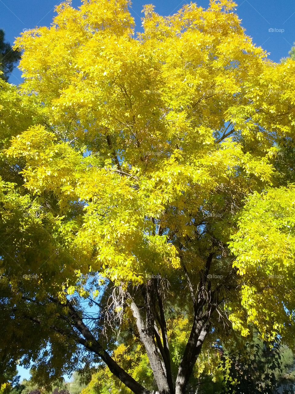 Beautiful trees