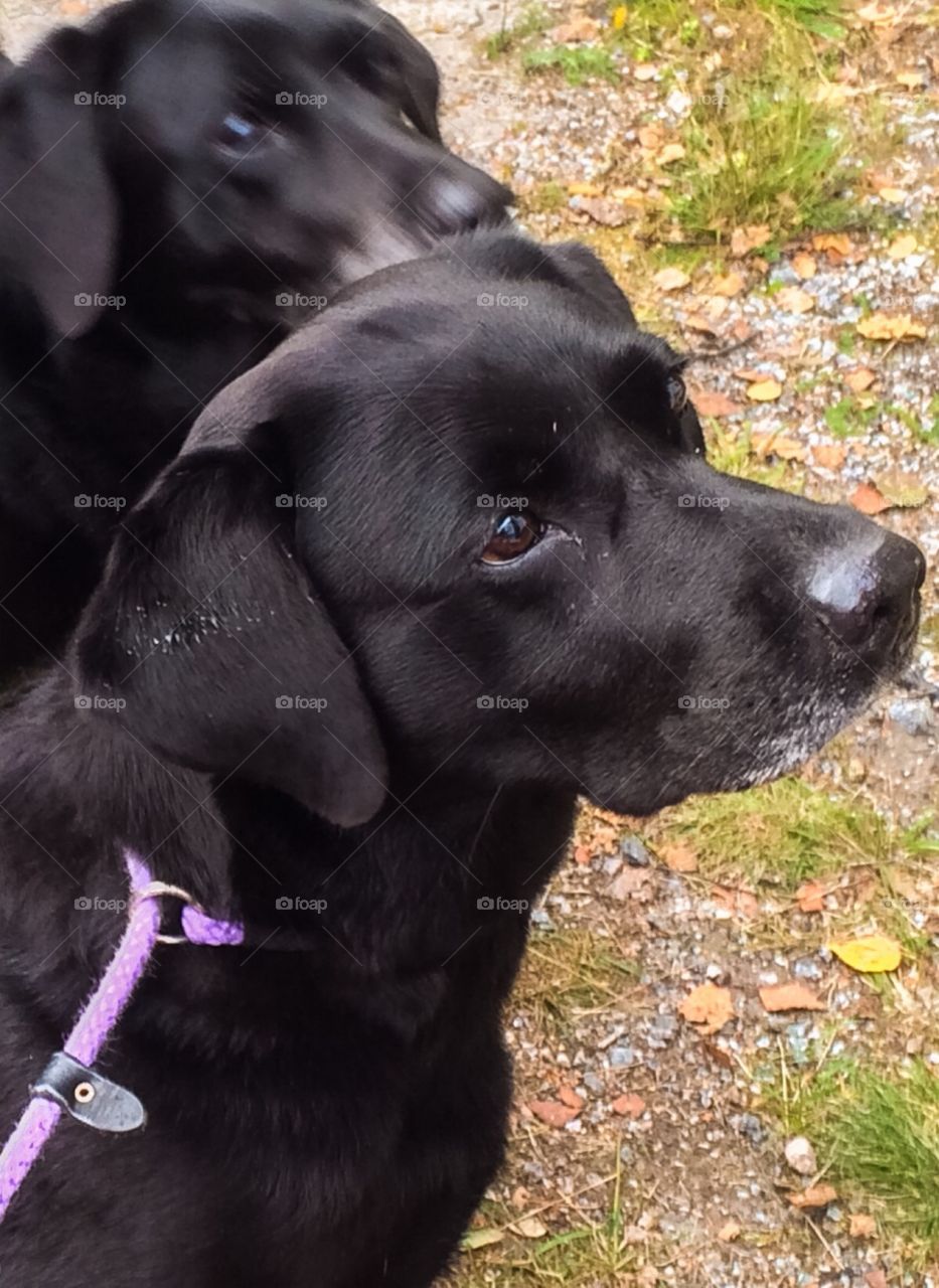 Labrador Retrievers