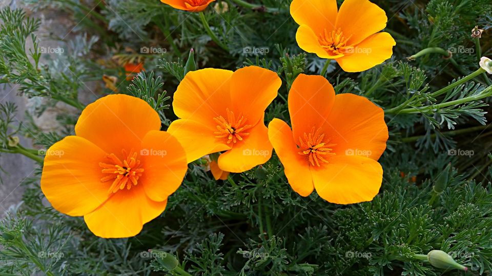 Poppies. California Golden Poppies