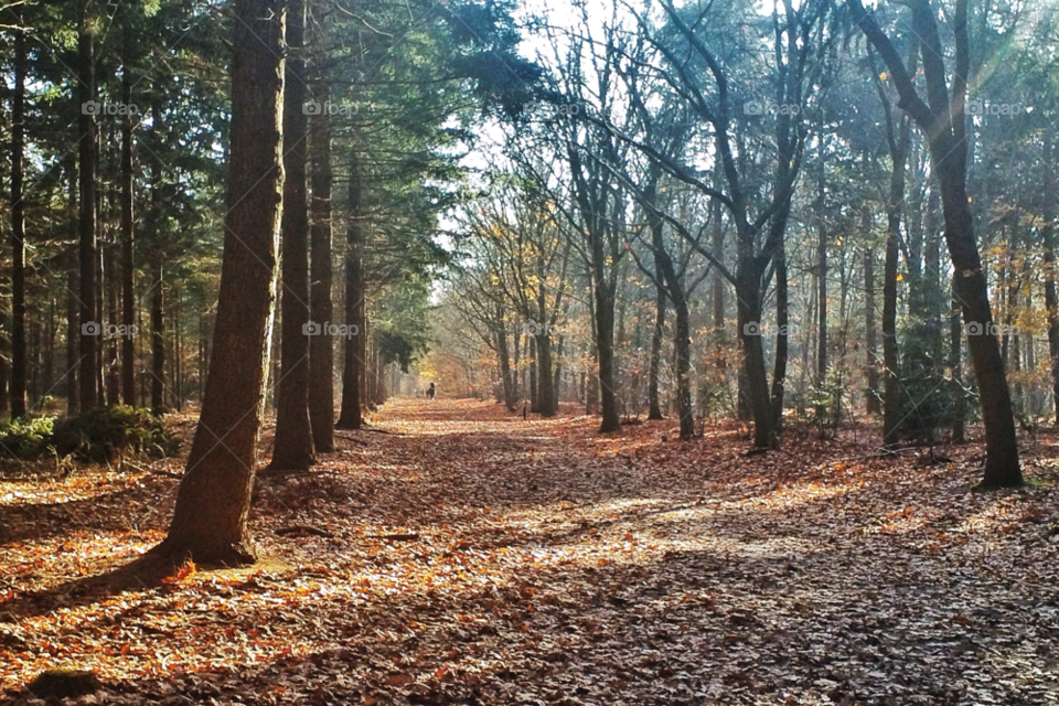 yellow nature trees leaves by twilite