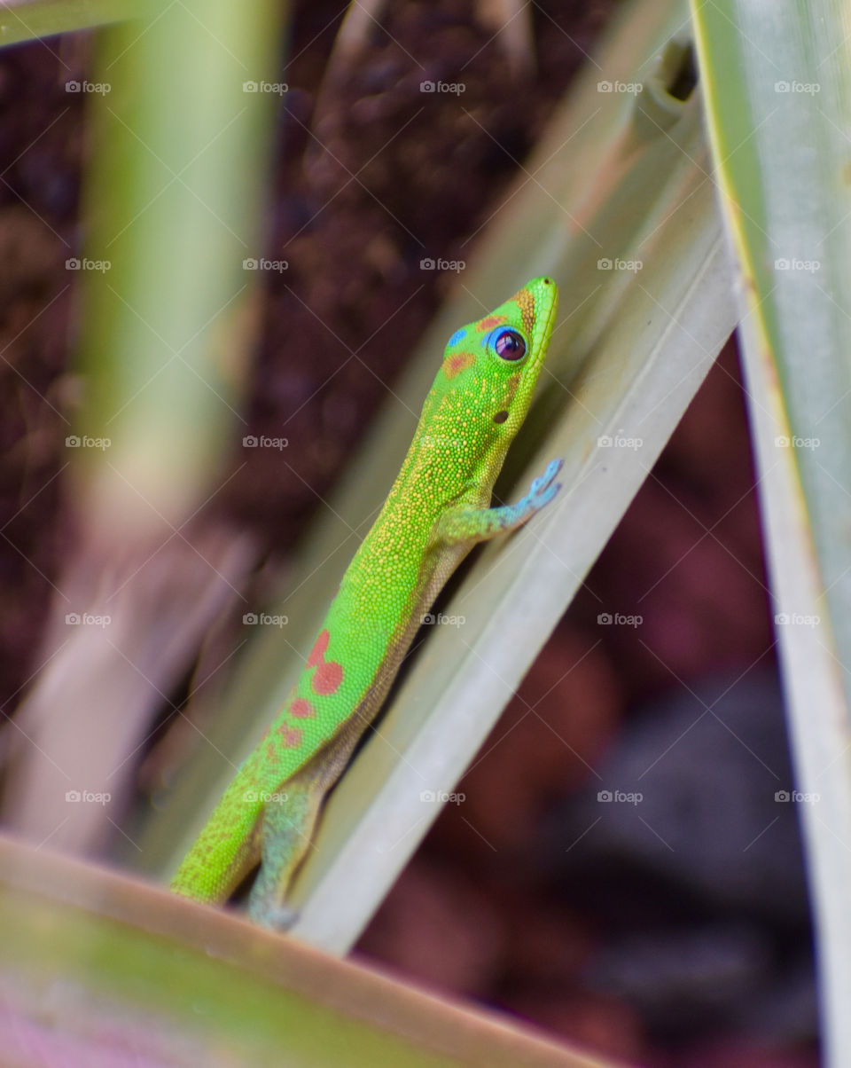 A colorful gecko, lazing in the sun on a pineapple plant and keeping an eye on me.