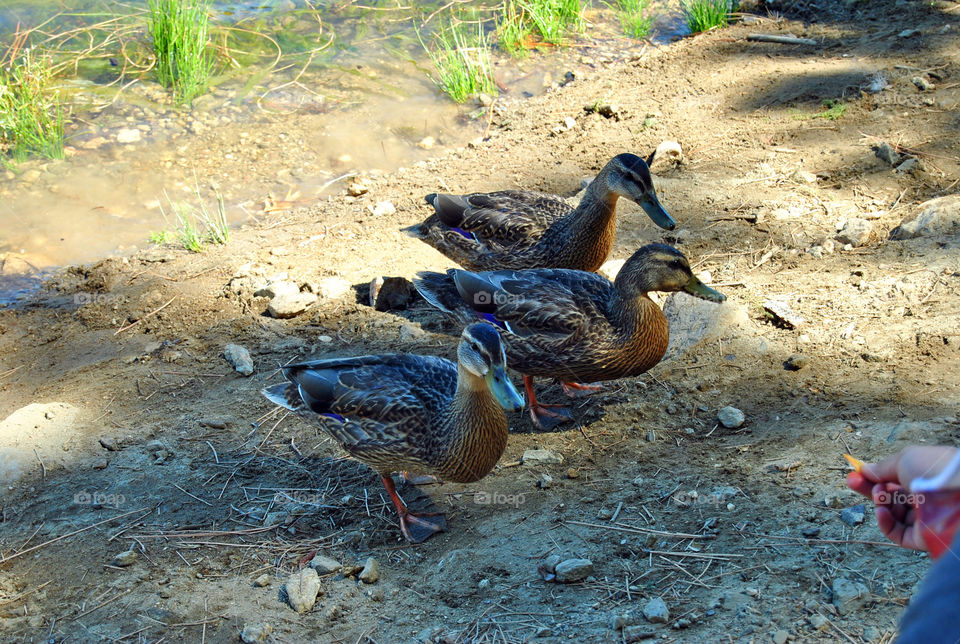 three ducks