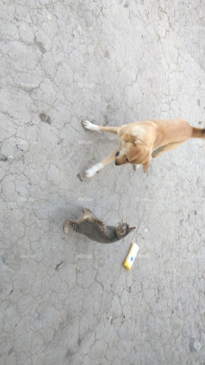dog vs cat