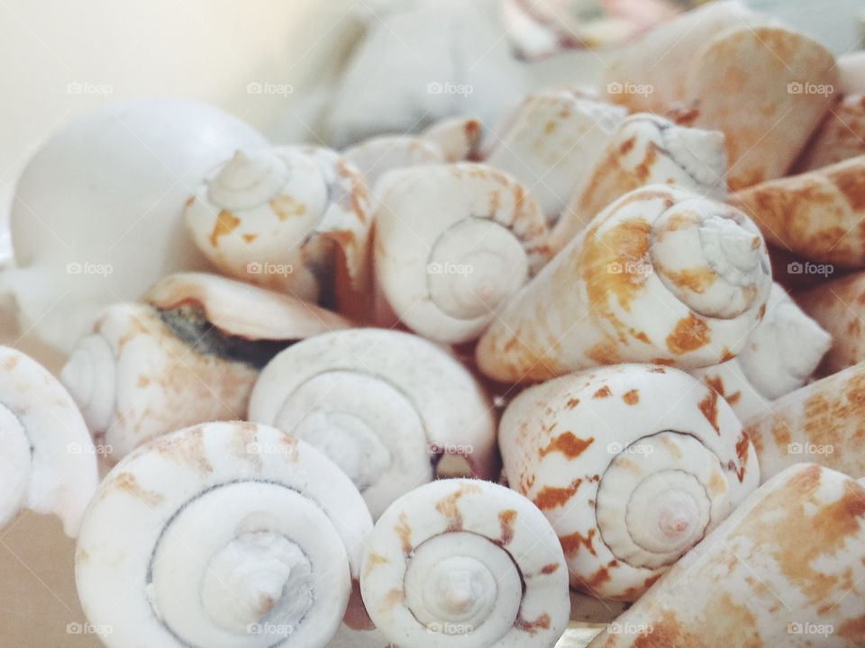 close-up of sea shells