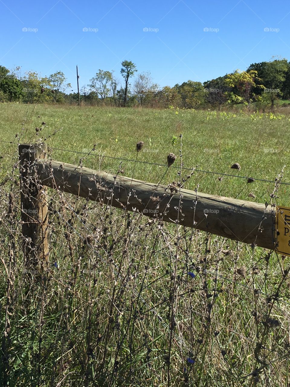 Fence weeds