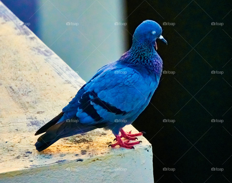 Bird photography  - Blue  dove