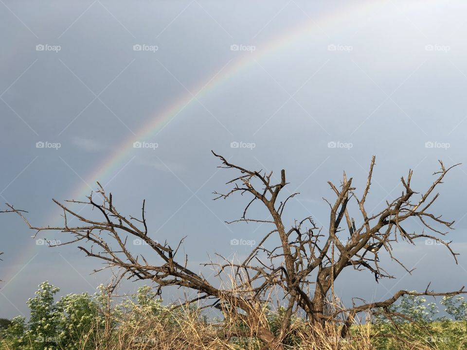 Rainbow over dead tree