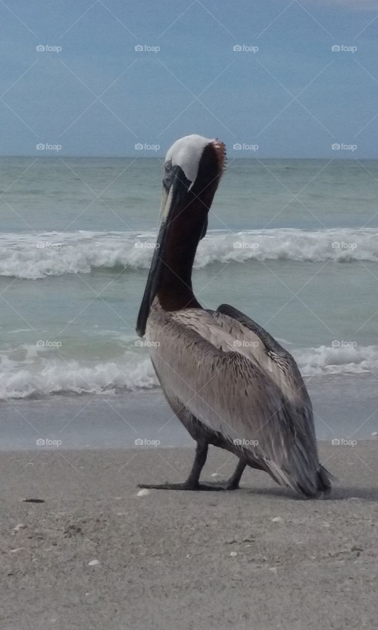 Pelican on shore