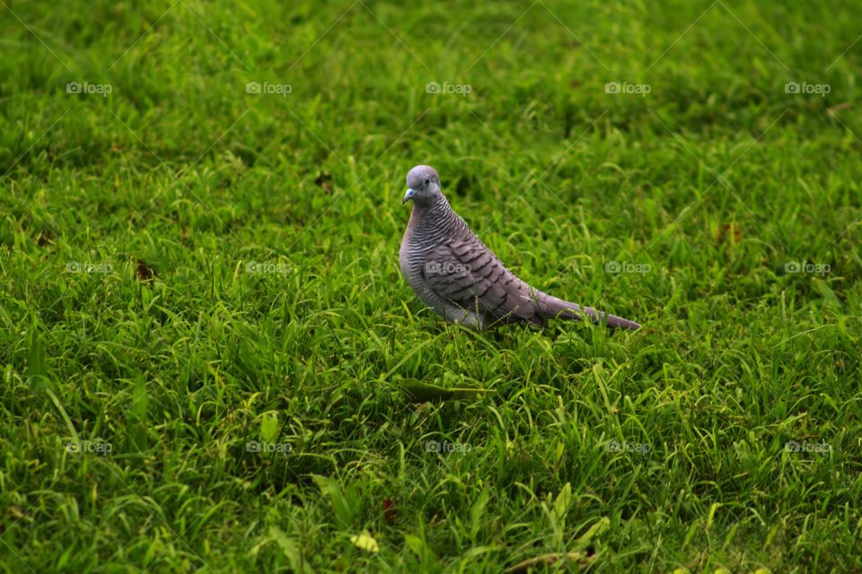 Grass, Nature, Lawn, Garden, Hayfield