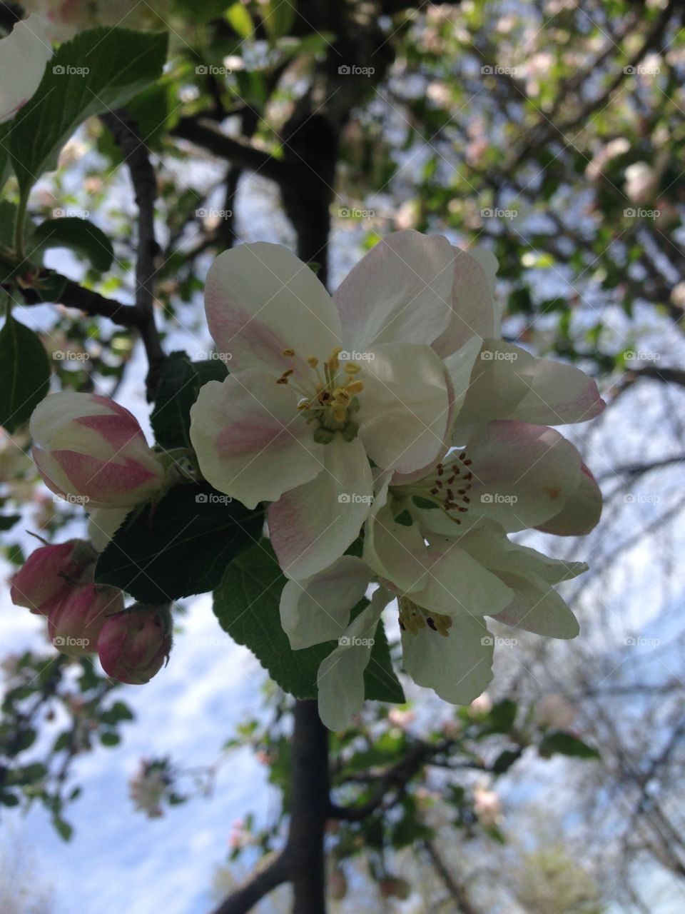 Apple blossom in upstate Ny