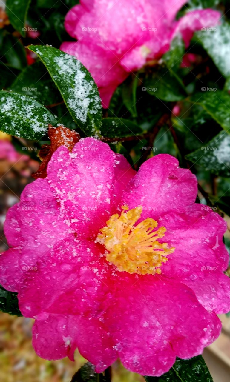 sleet on flower.