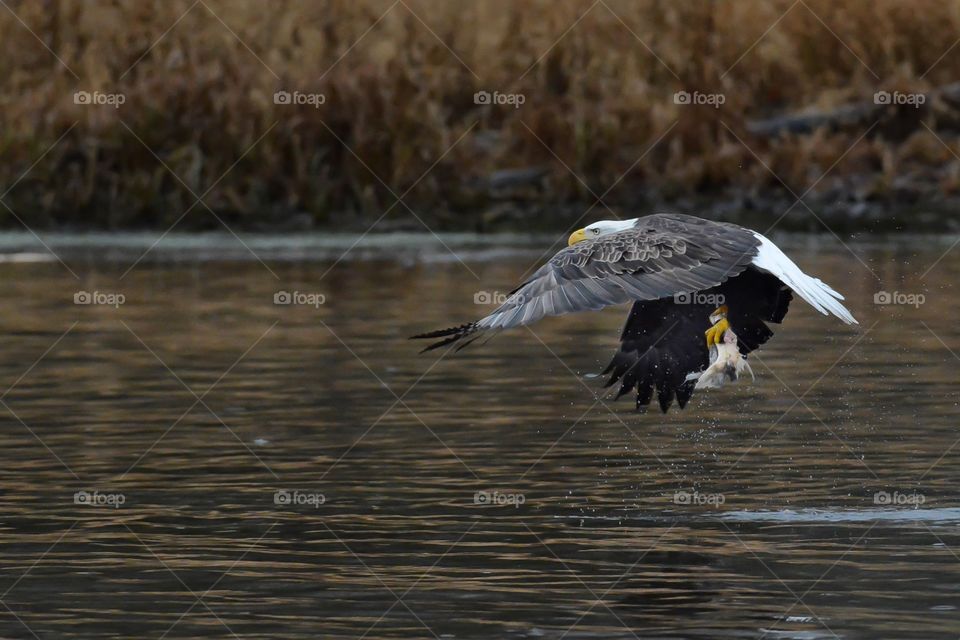 Bald eagles with salmon catch