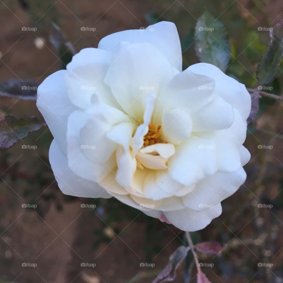 🌺Fim de #cooper!
Suado, cansado e feliz, alongando e curtindo a beleza das #flores.
🏁
#corrida #treino #flor #flowers #pétalas #pétala #jardim #jardinagem #garden #flora #run #running #esporte #alongamento