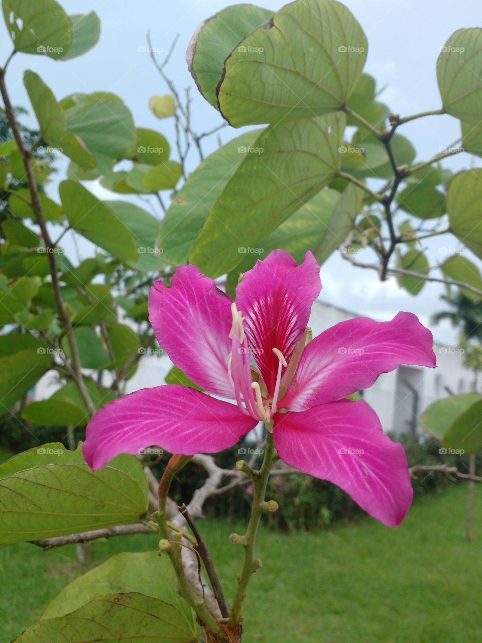 Pink bauhinia in garden