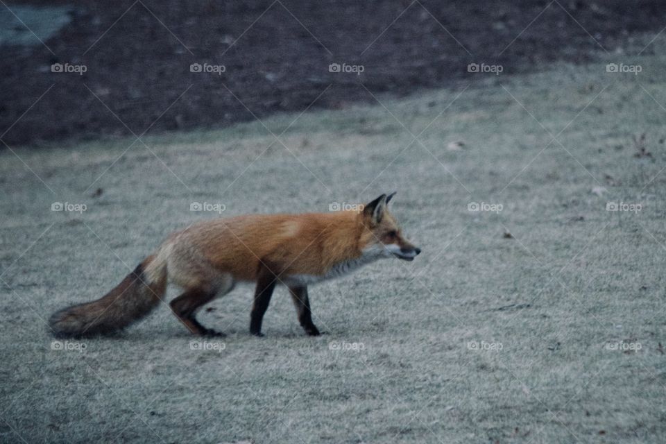 Fox on the prowl