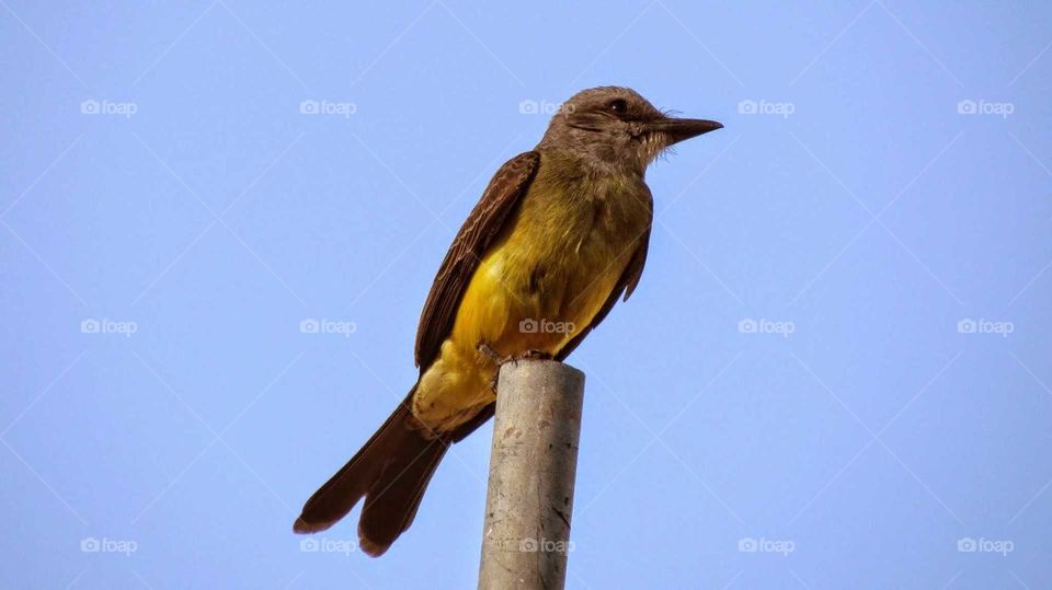 pássaro encontrado no Brasil