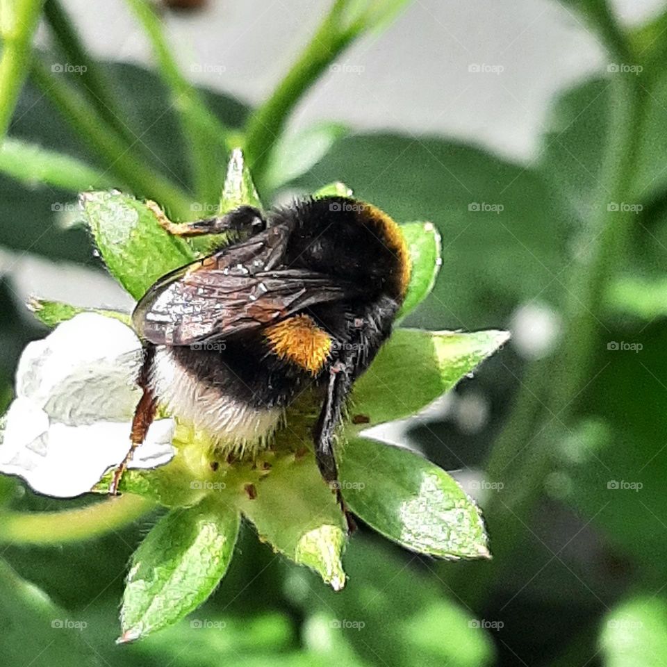 bee