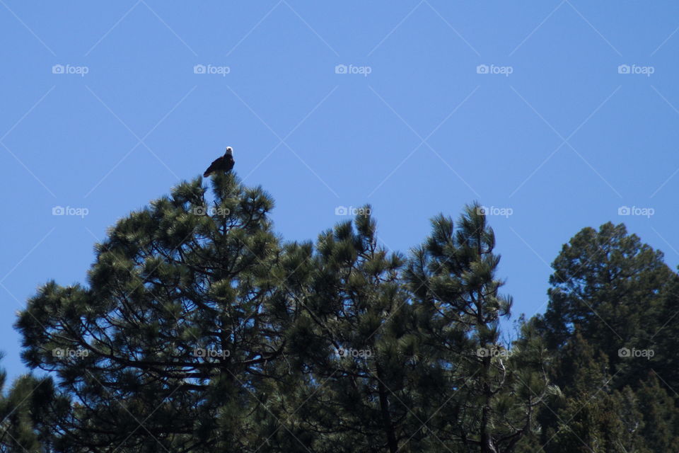 blad eagle bird